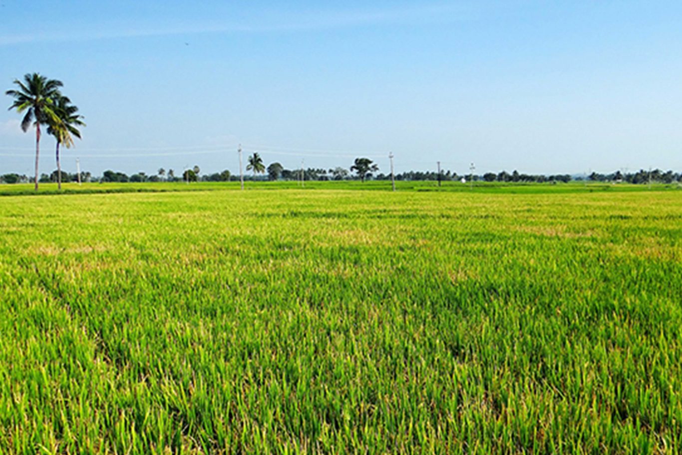 Paddy Field Land