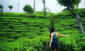 Tea Estate Land